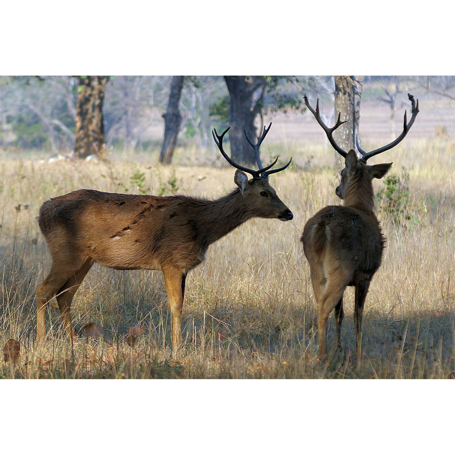 Cervus duvaucelii Фото №7