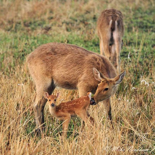 Cervus duvaucelii Фото №8