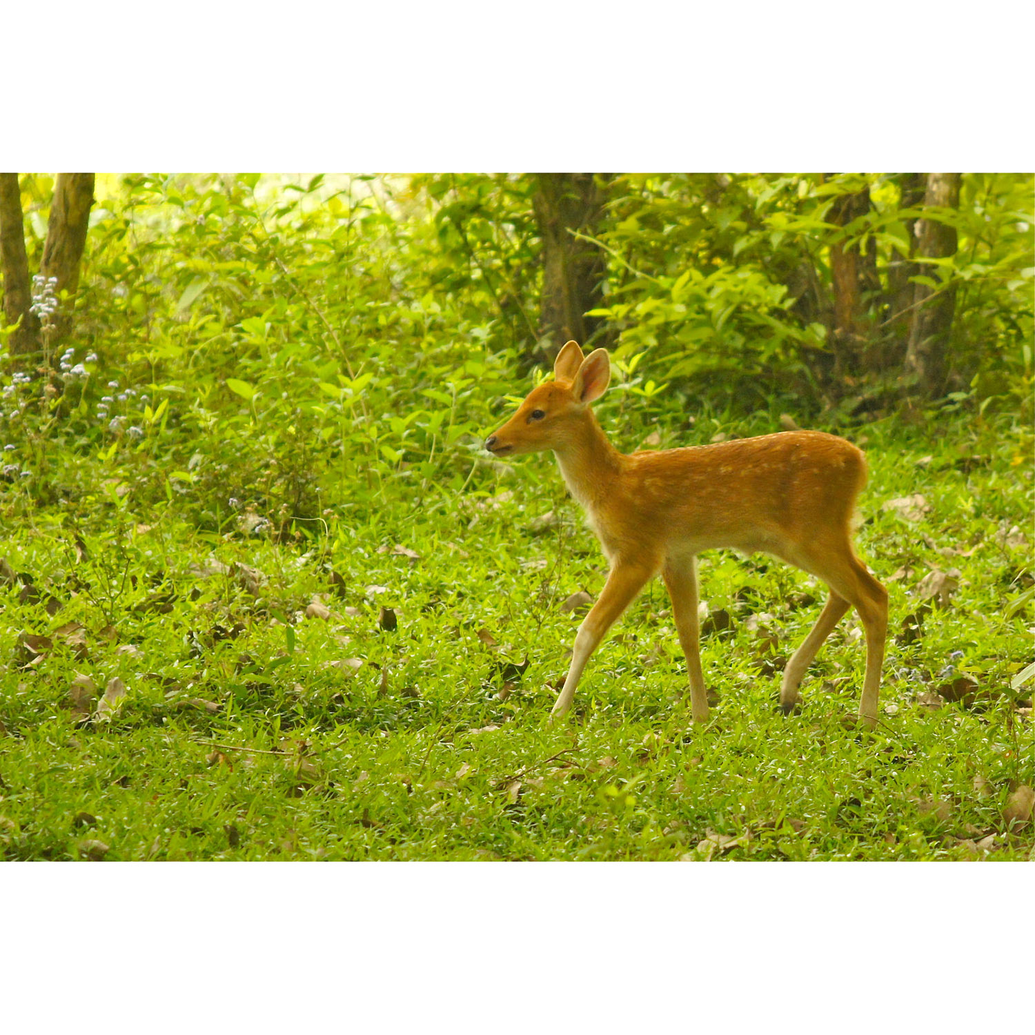 Cervus duvaucelii Фото №9
