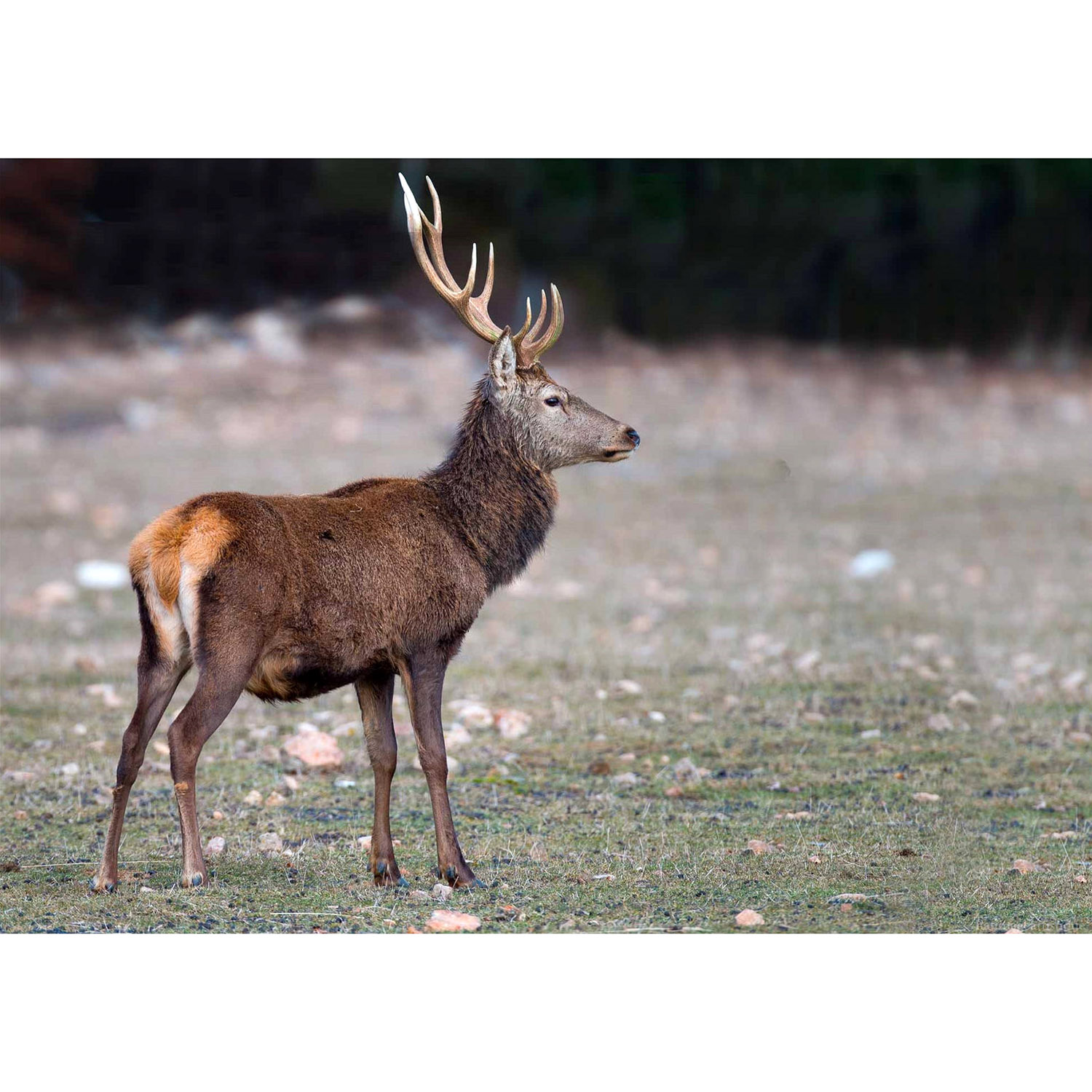 Cervus elaphus Фото №2