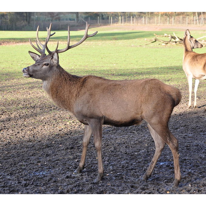 Cervus elaphus Фото №3