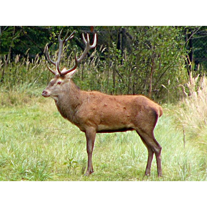 Cervus elaphus Фото №4