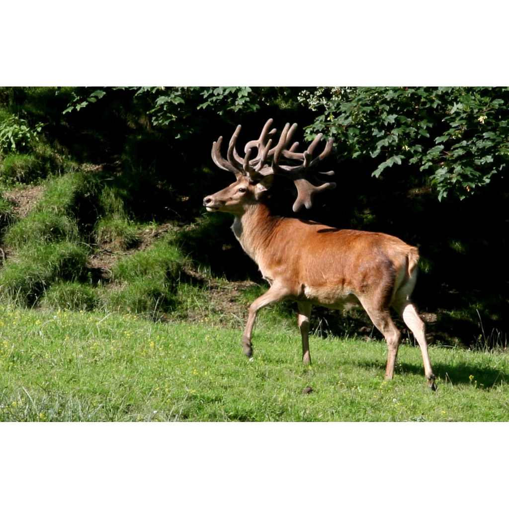 Cervus elaphus Фото №5