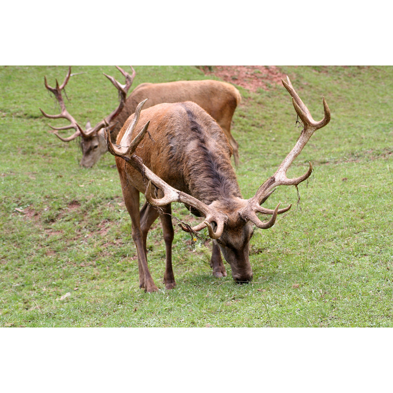 Cervus elaphus Фото №6
