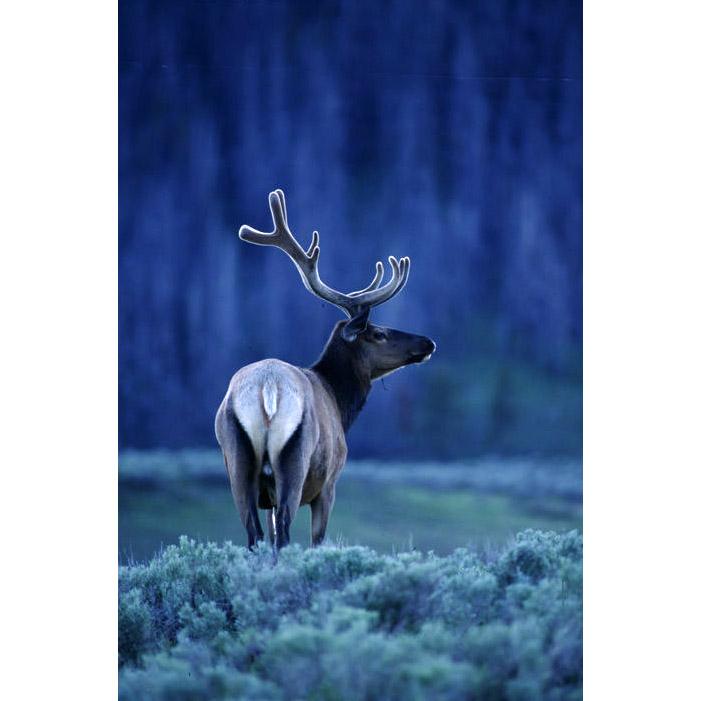 Cervus elaphus Фото №7