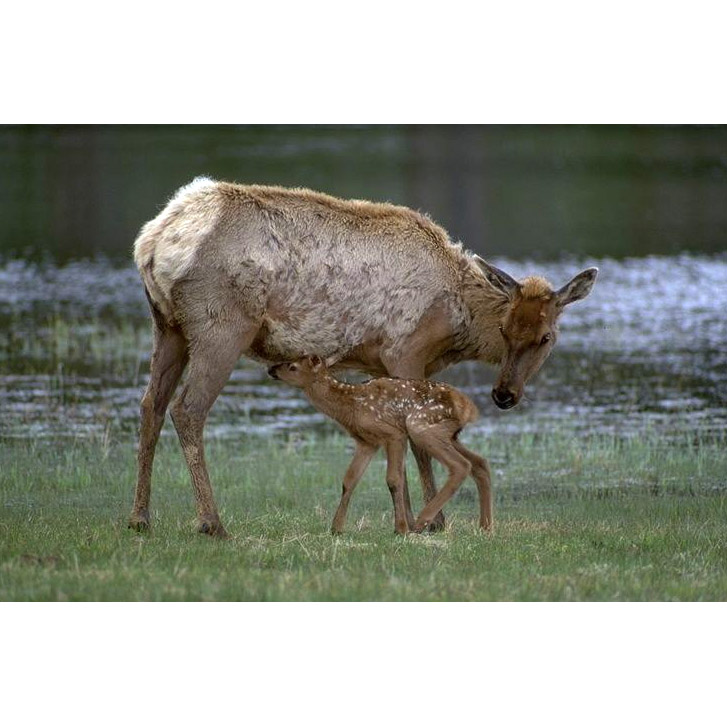 Cervus elaphus Фото №8