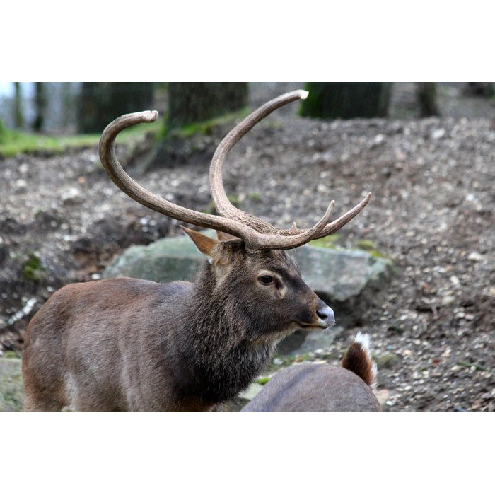 Cervus eldii Фото №10