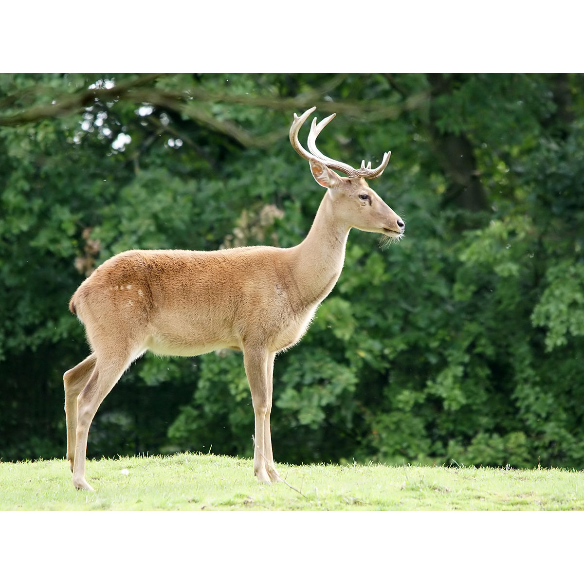 Cervus eldii Фото №2