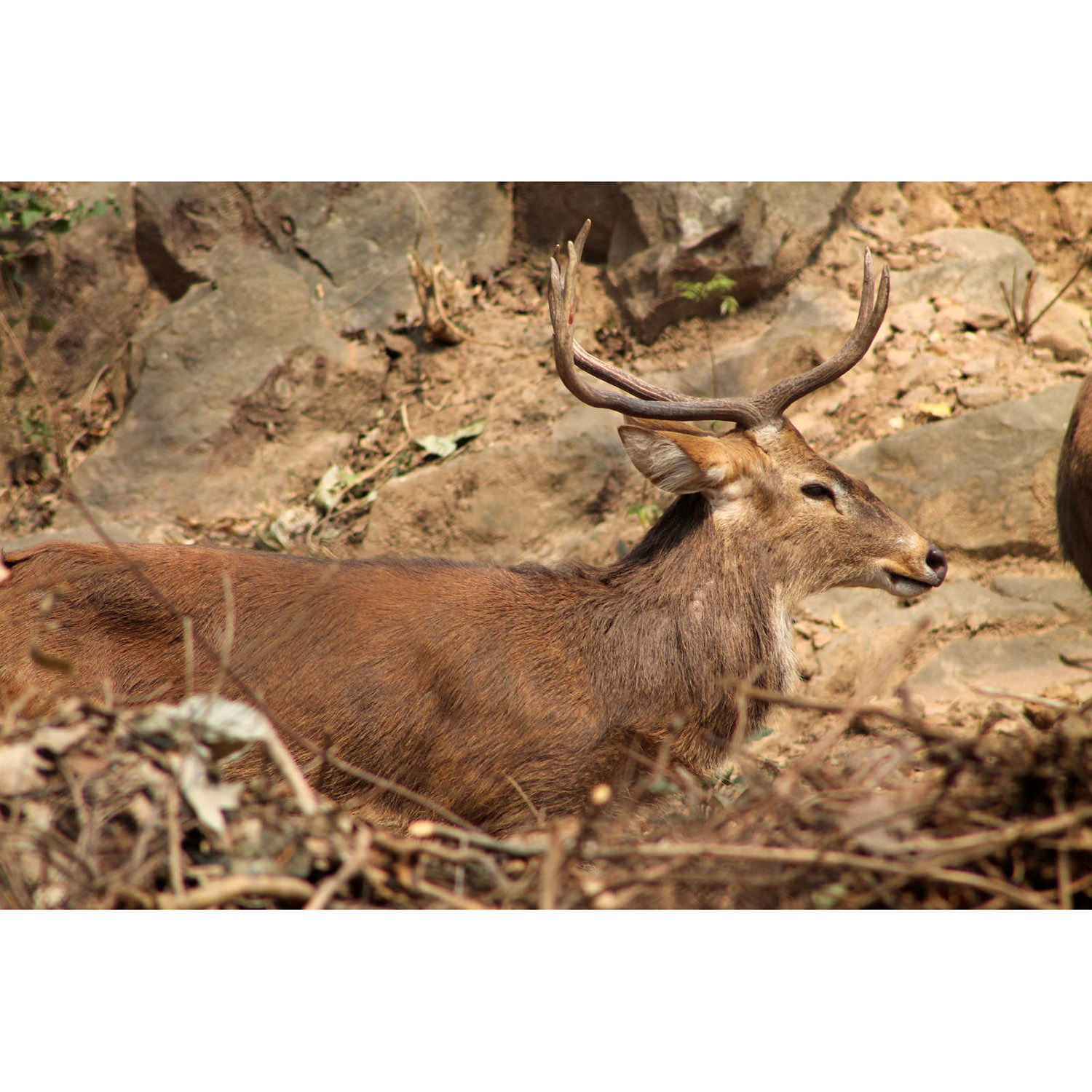 Cervus eldii Фото №3