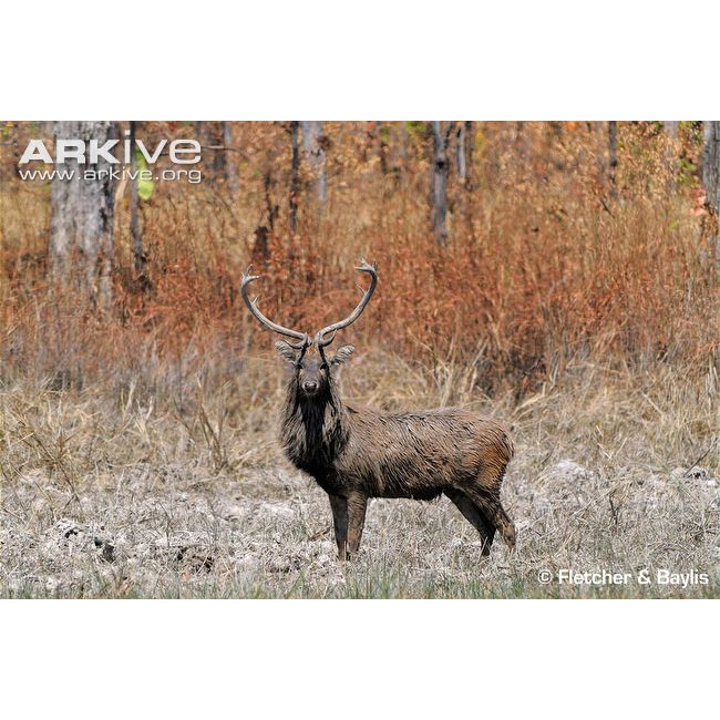 Cervus eldii Фото №4