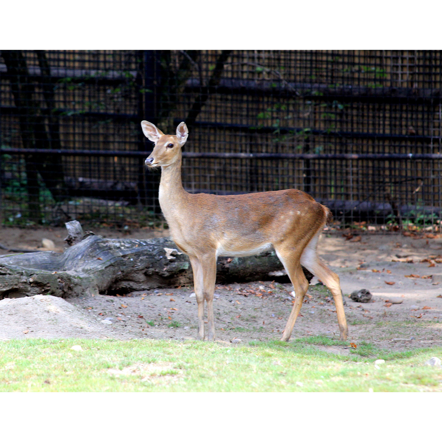 Cervus eldii Фото №5