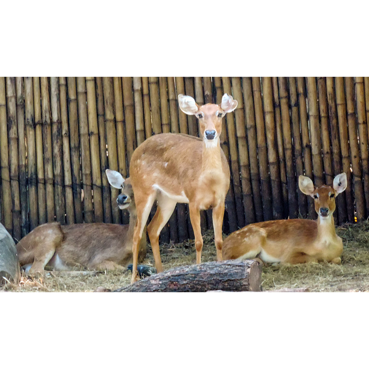 Cervus eldii Фото №6