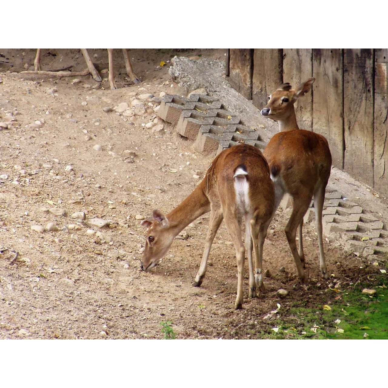 Cervus eldii Фото №7