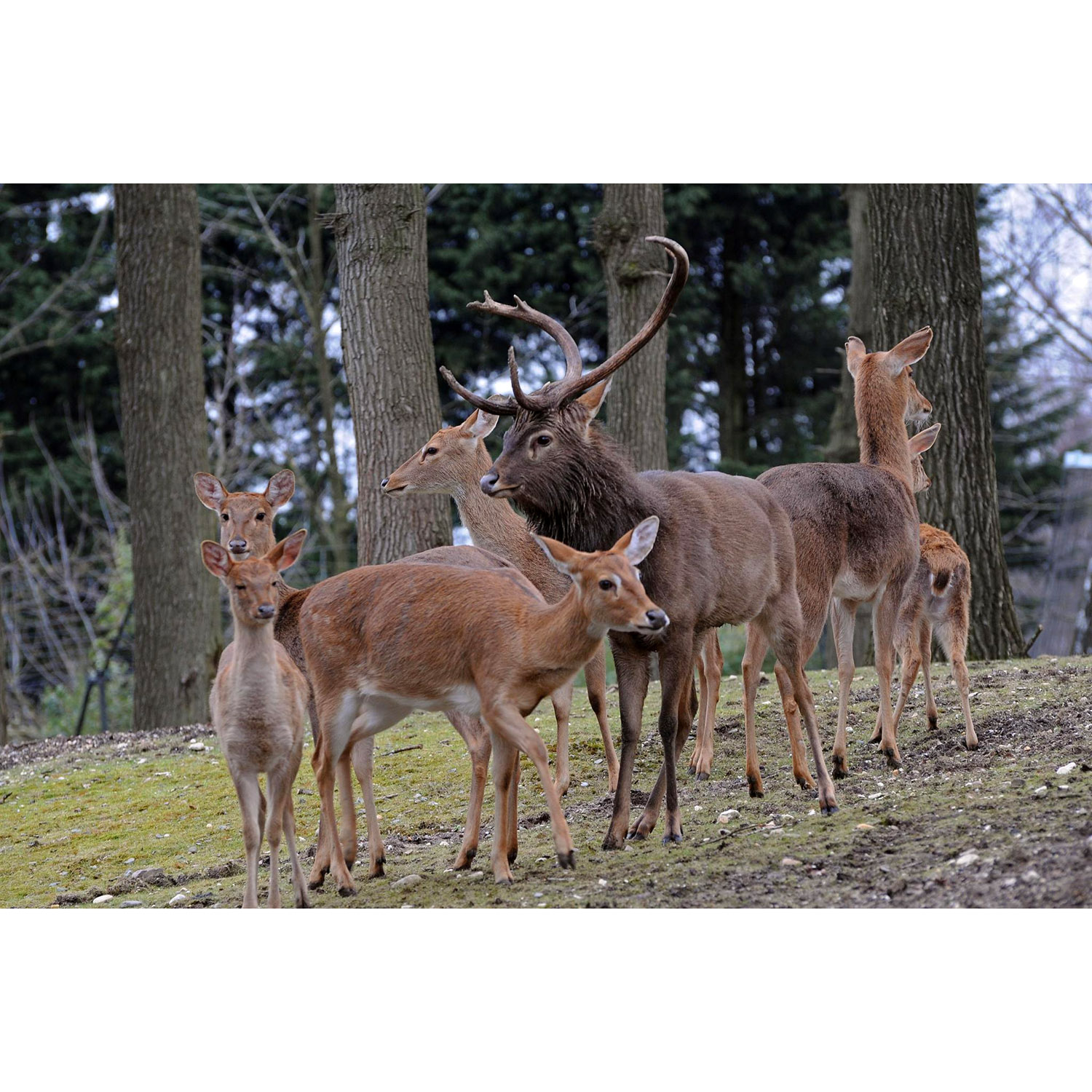 Cervus eldii Фото №8