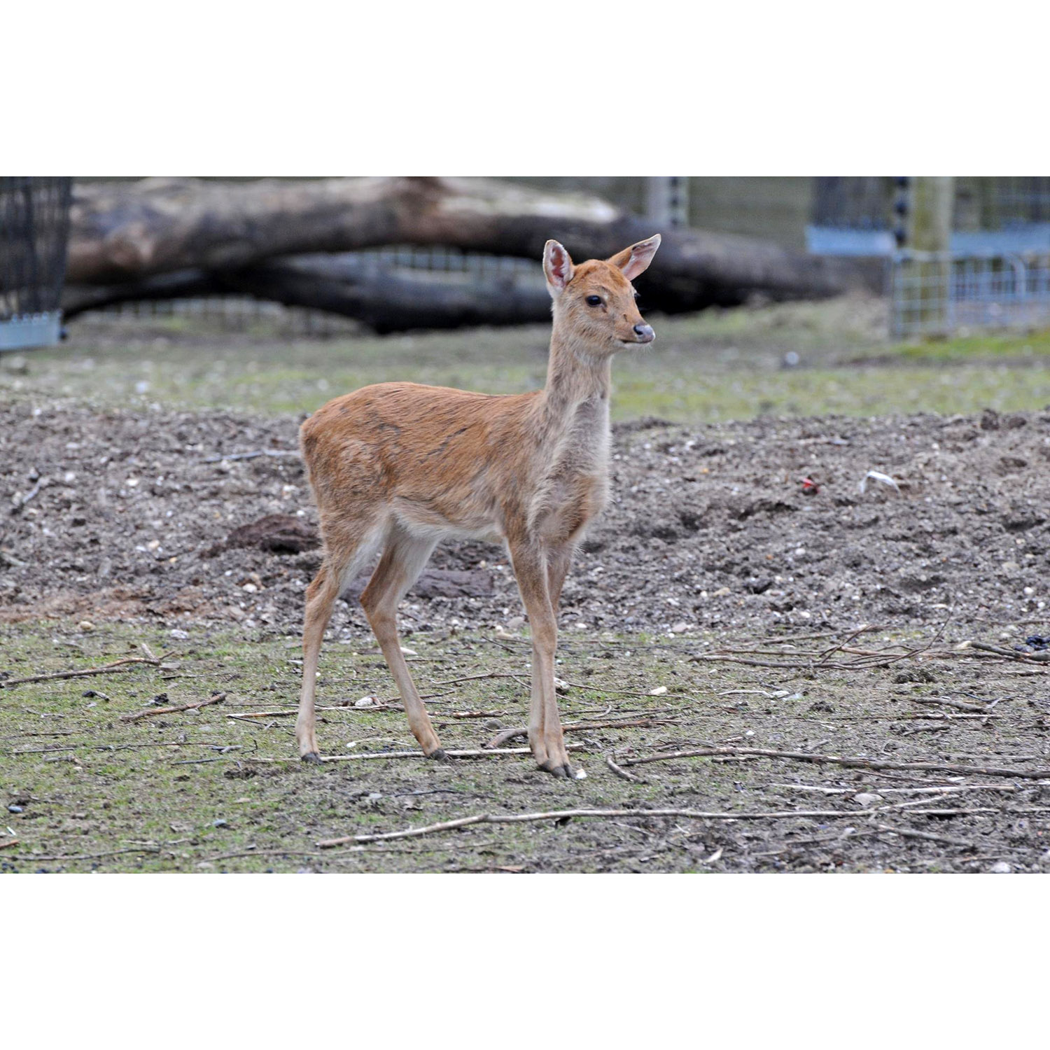 Cervus eldii Фото №9