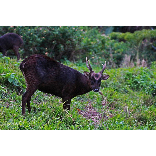 Cervus mariannus Фото №2