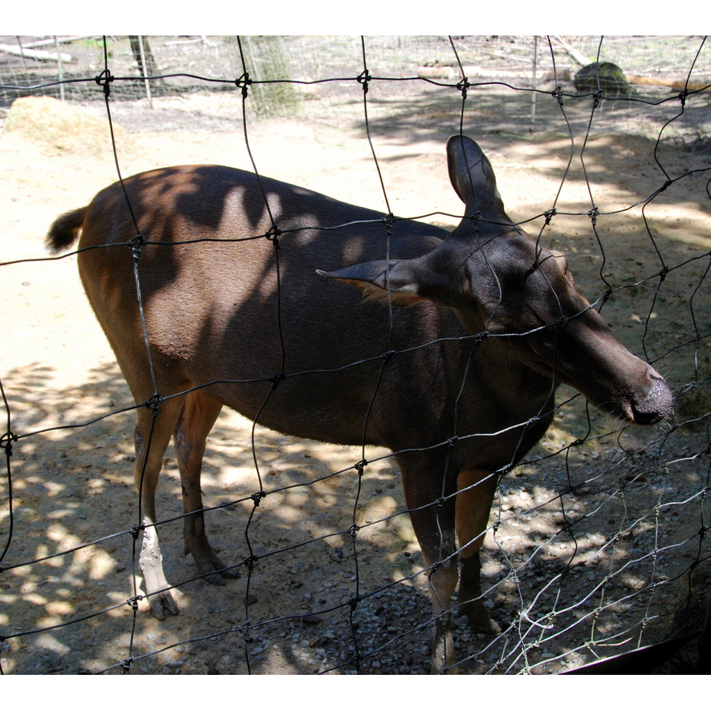 Cervus mariannus Фото №3