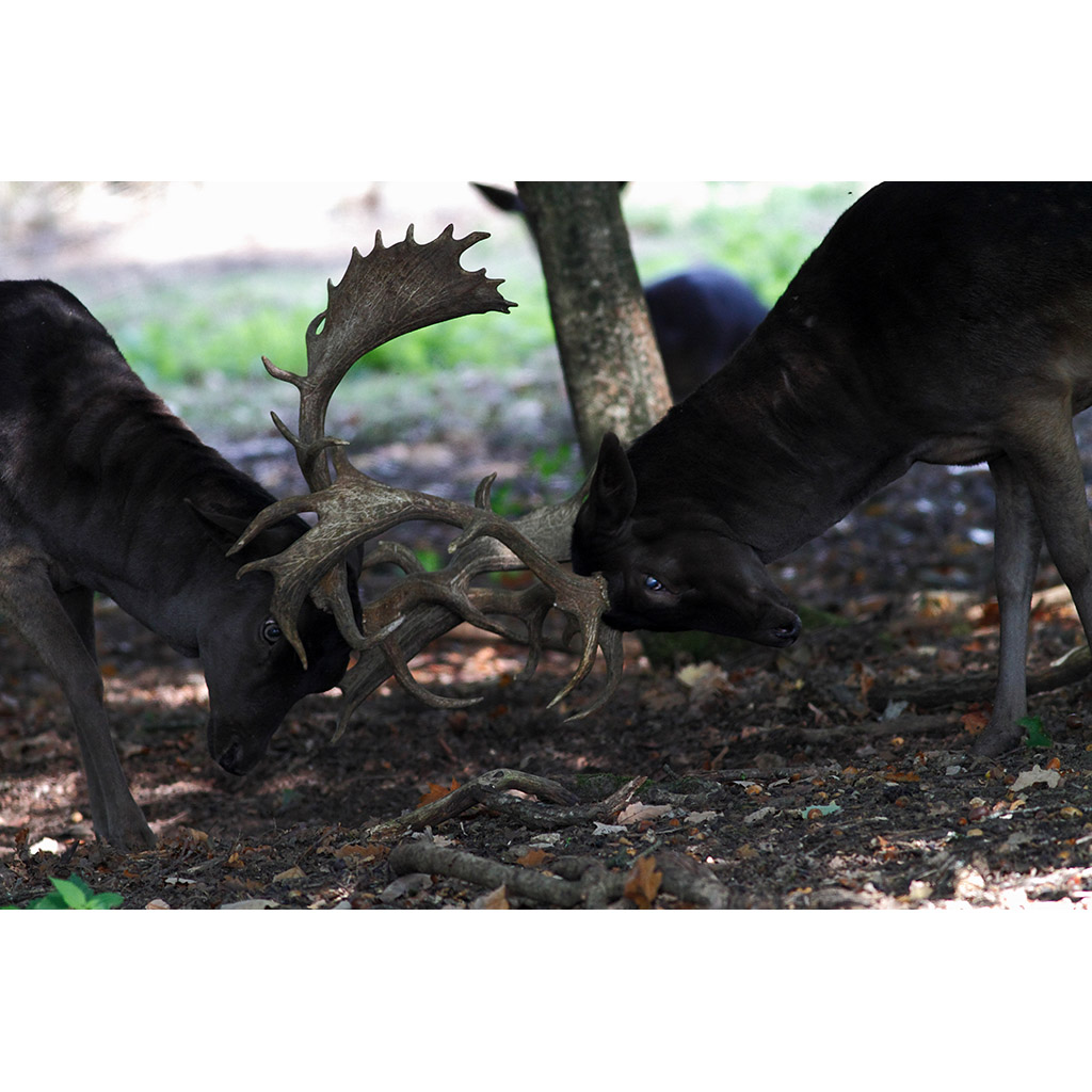 Cervus mariannus Фото №4