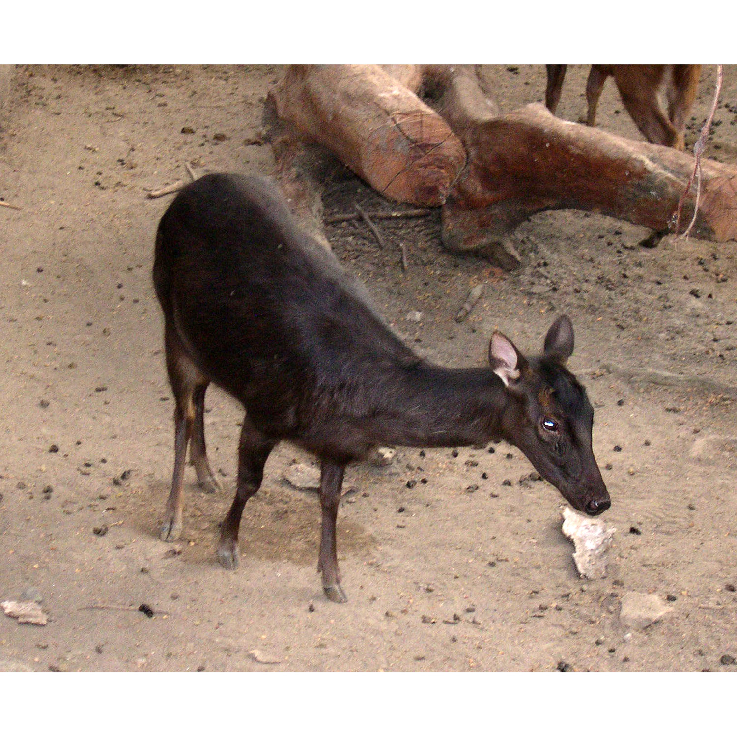 Cervus mariannus Фото №5