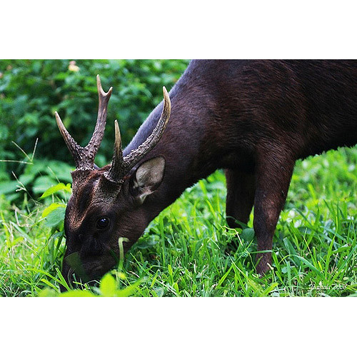 Cervus mariannus Фото №6