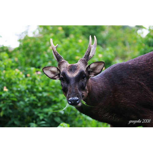 Cervus mariannus Фото №7