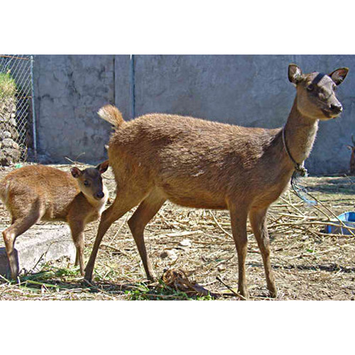 Cervus mariannus Фото №8
