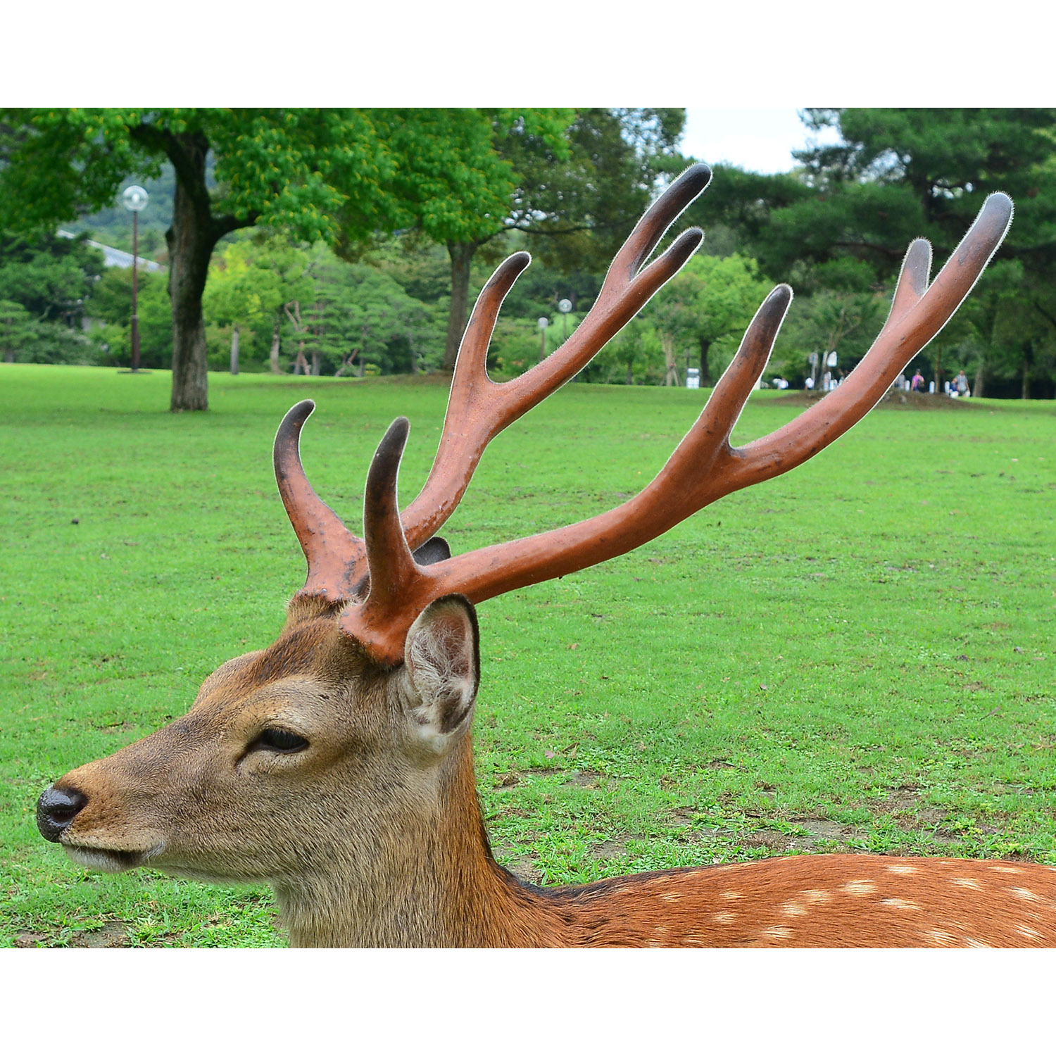 Cervus nippon Фото №10