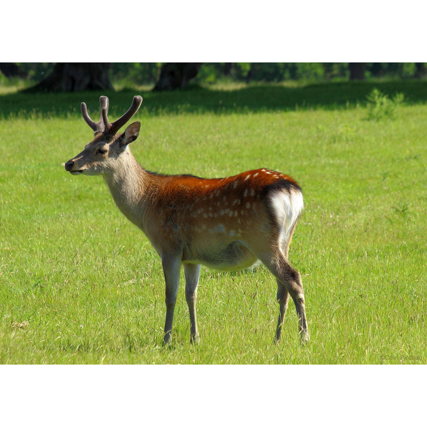 Cervus nippon Фото №2