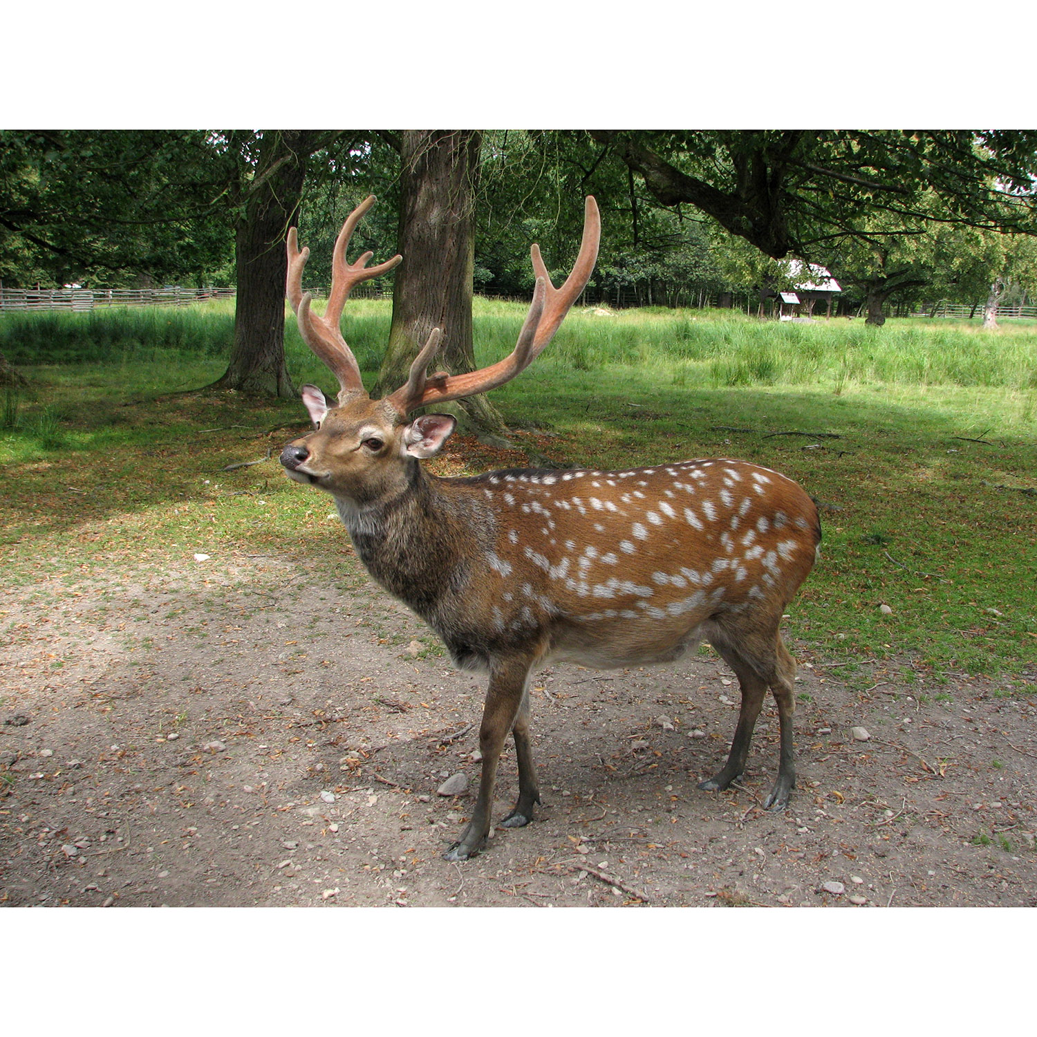 Cervus nippon Фото №3