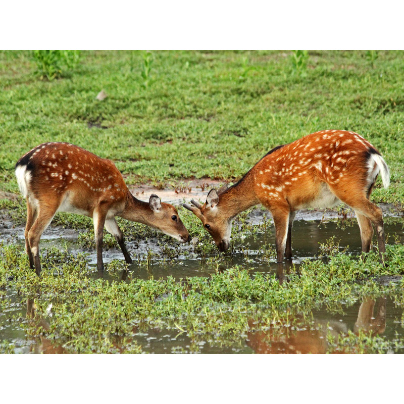 Cervus nippon Фото №4