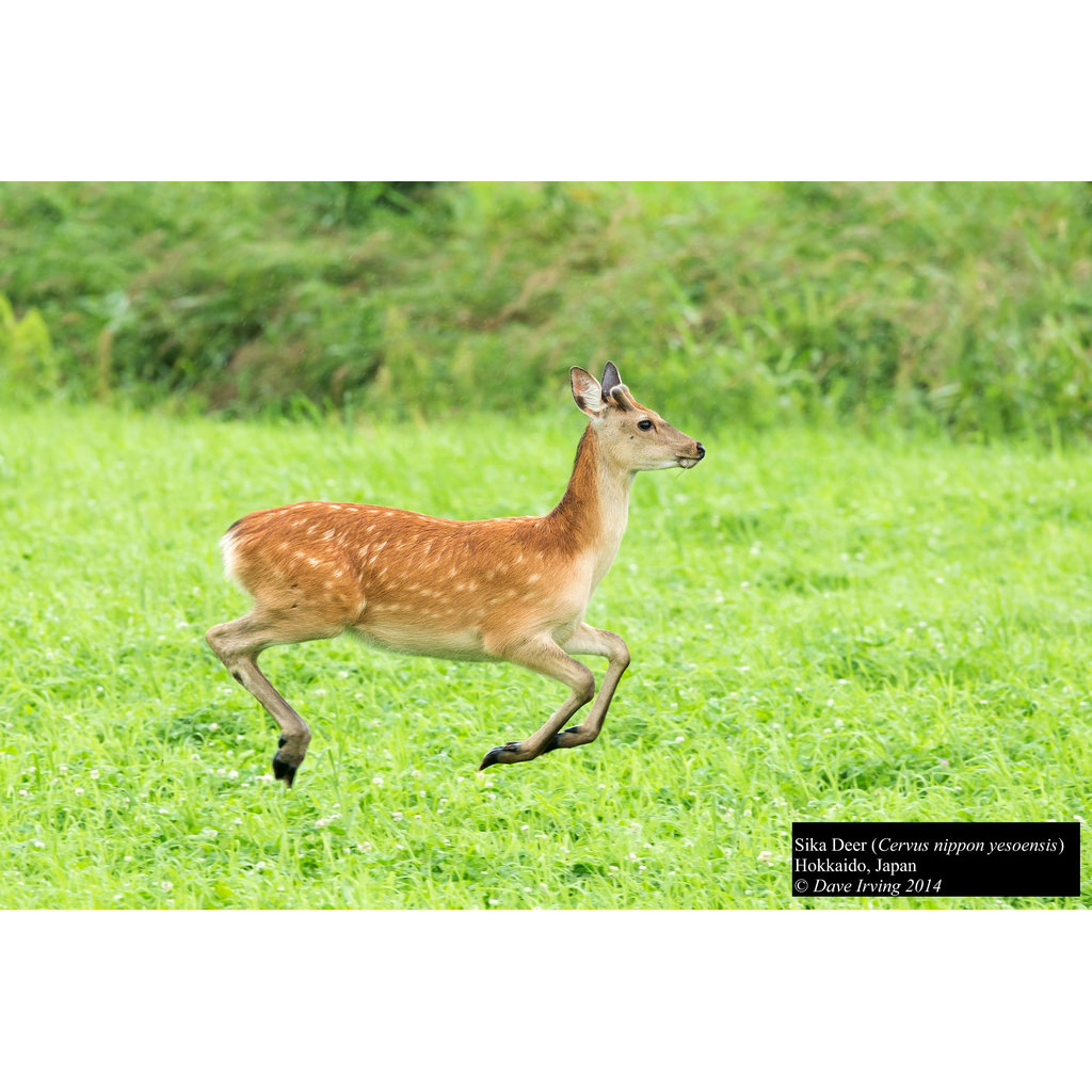 Cervus nippon Фото №5