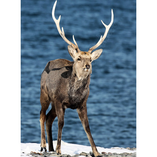 Cervus nippon Фото №6
