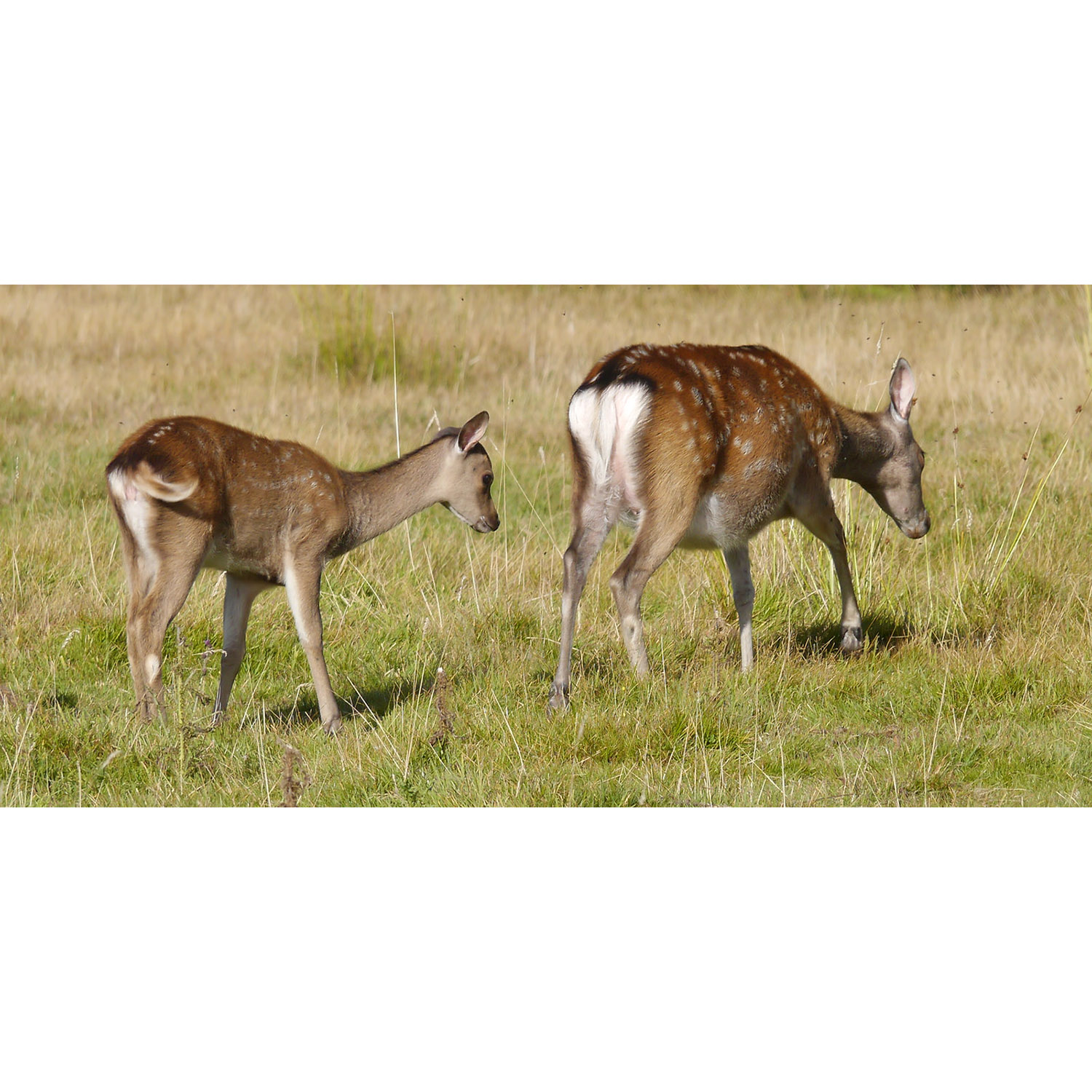 Cervus nippon Фото №7