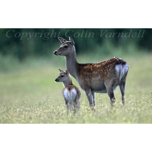 Cervus nippon Фото №8