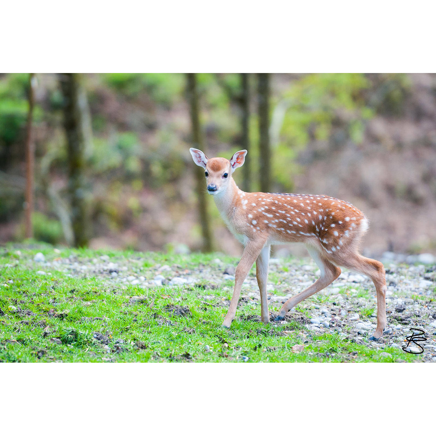 Cervus nippon Фото №9
