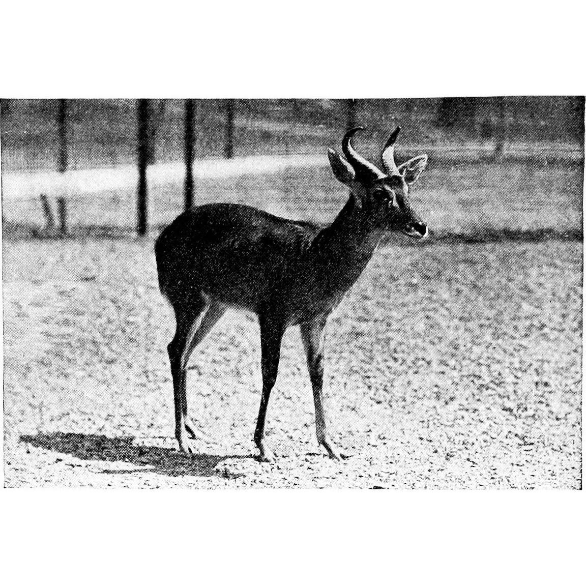 Cervus schomburgki Фото №2