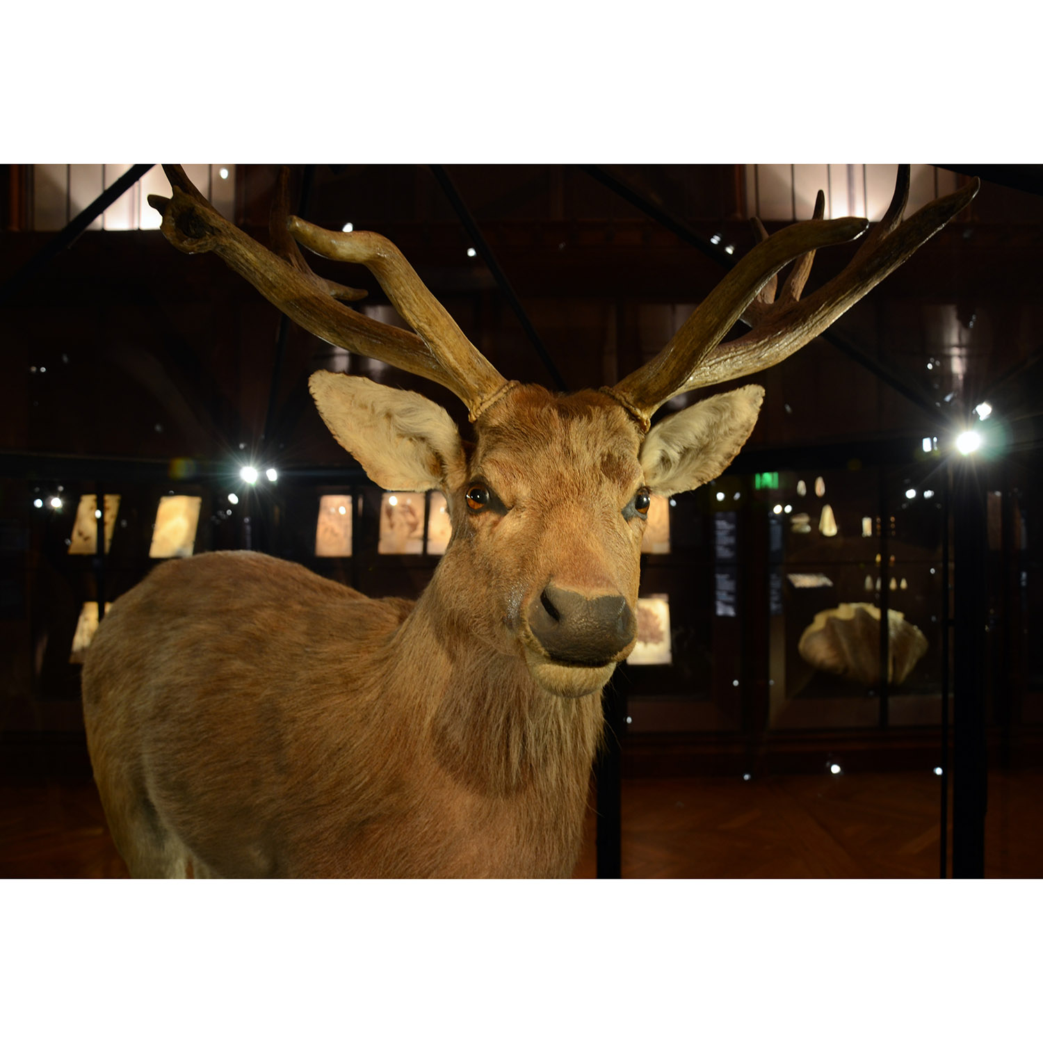 Cervus schomburgki Фото №4