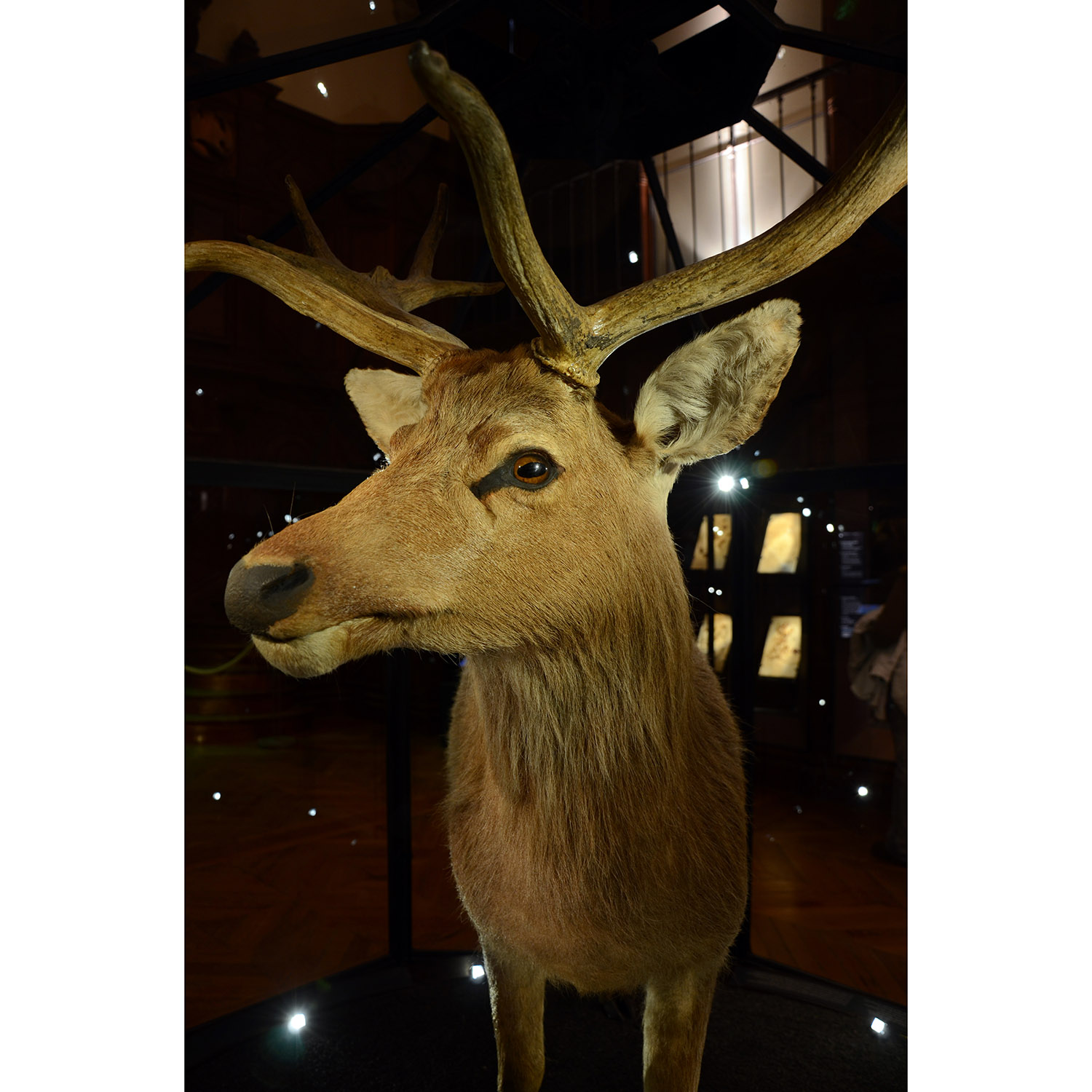 Cervus schomburgki Фото №5