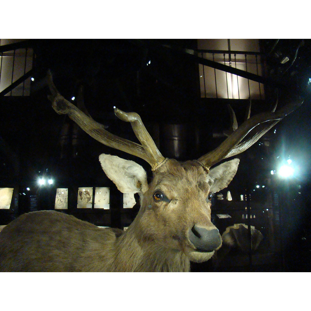 Cervus schomburgki Фото №6