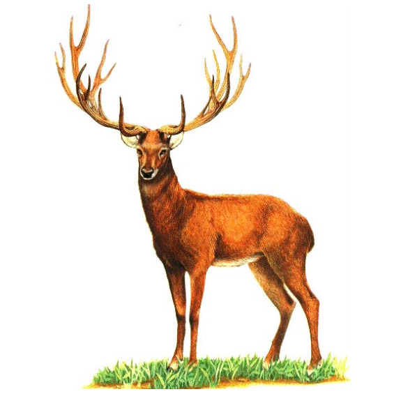 Cervus schomburgki Фото №7