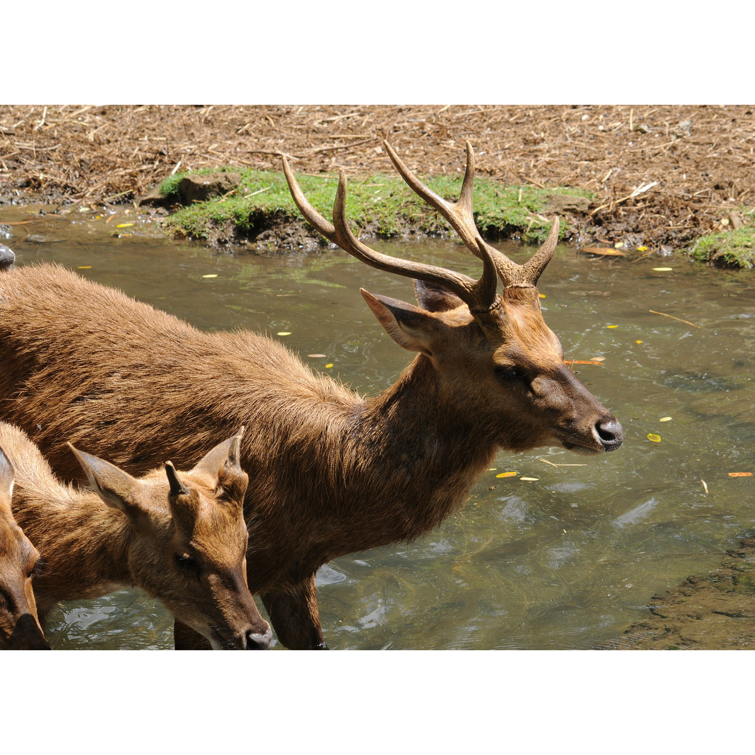 Cervus timorensis Фото №10