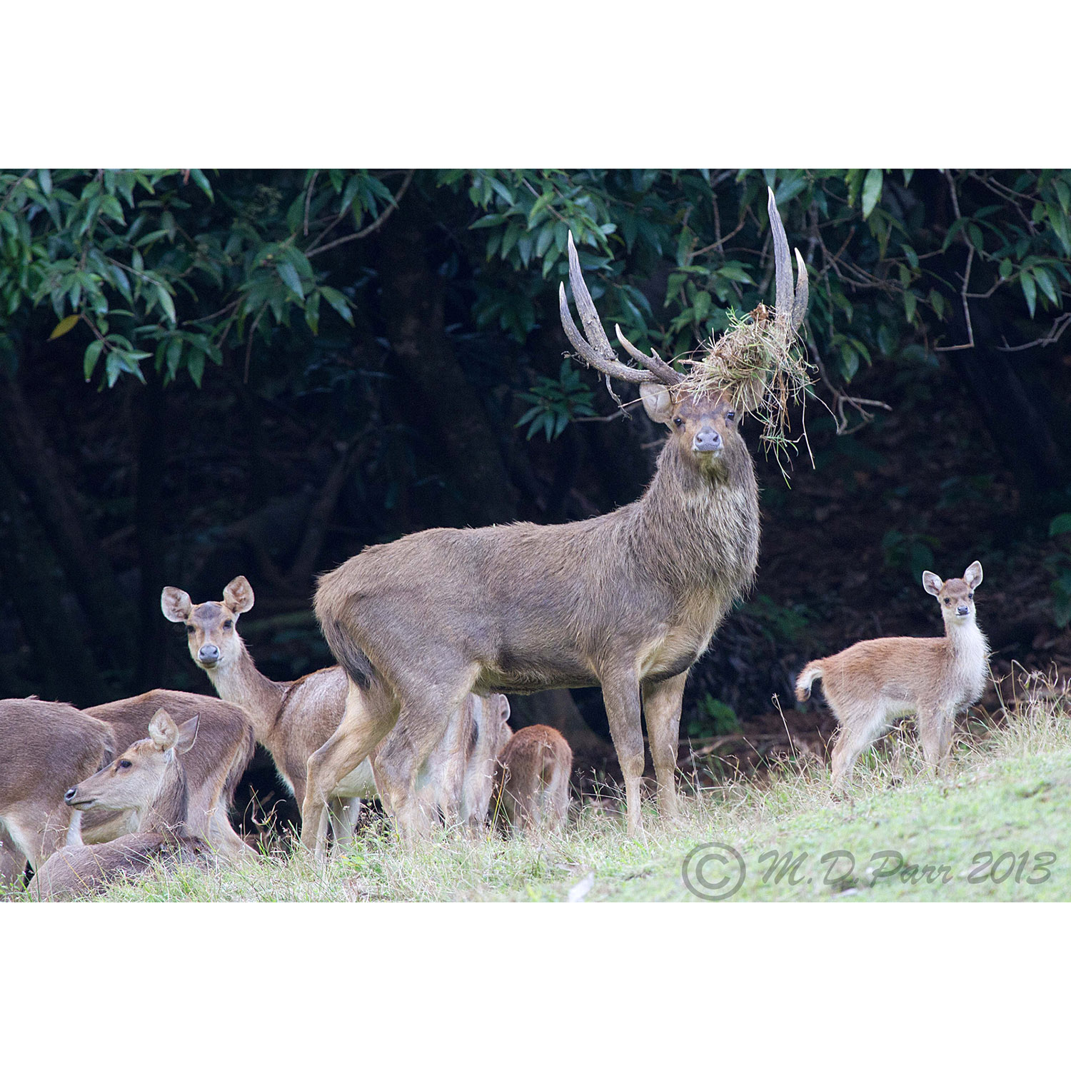 Cervus timorensis Фото №2