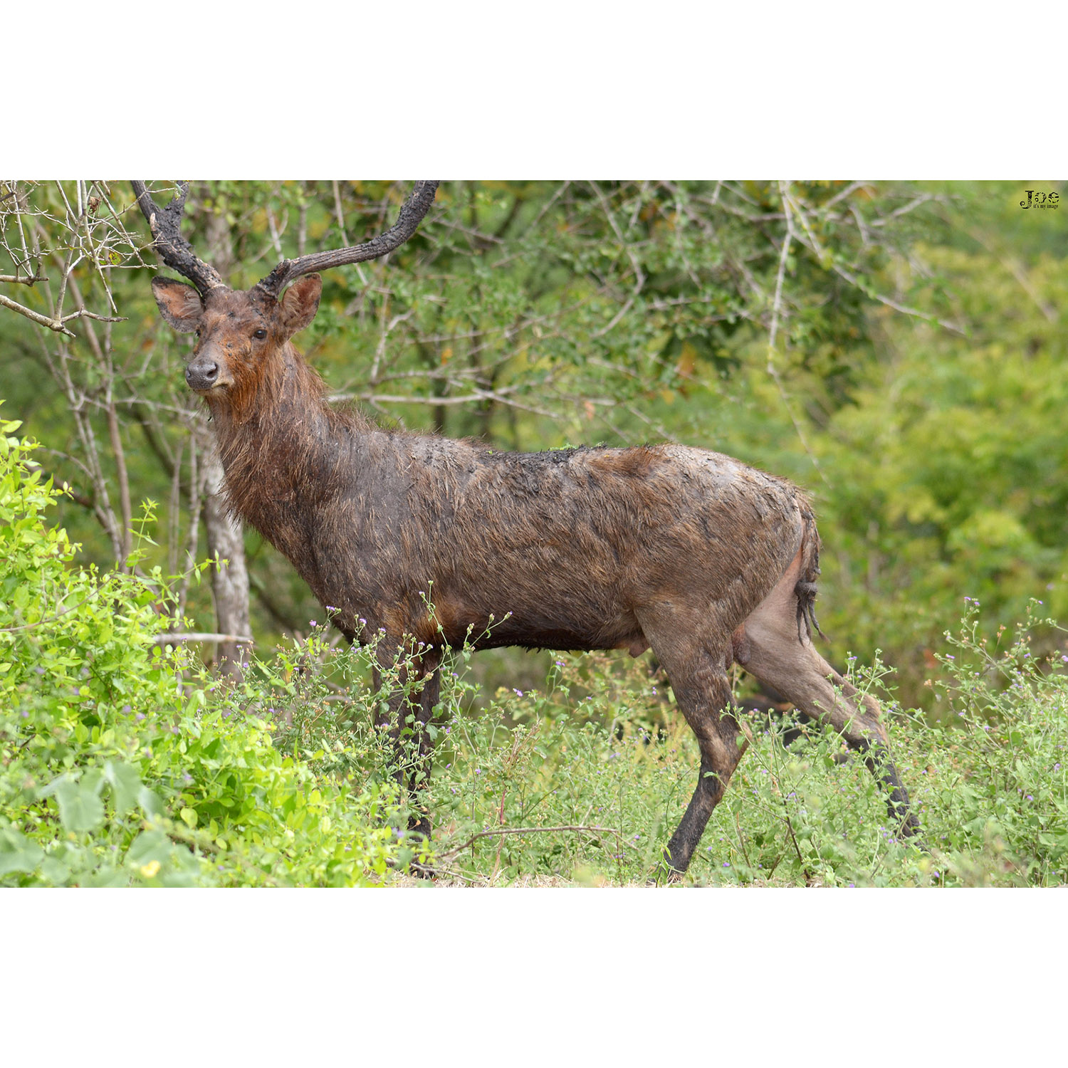 Cervus timorensis Фото №3