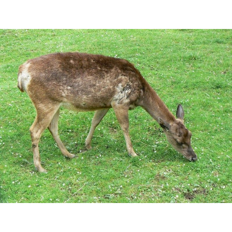 Cervus timorensis Фото №4