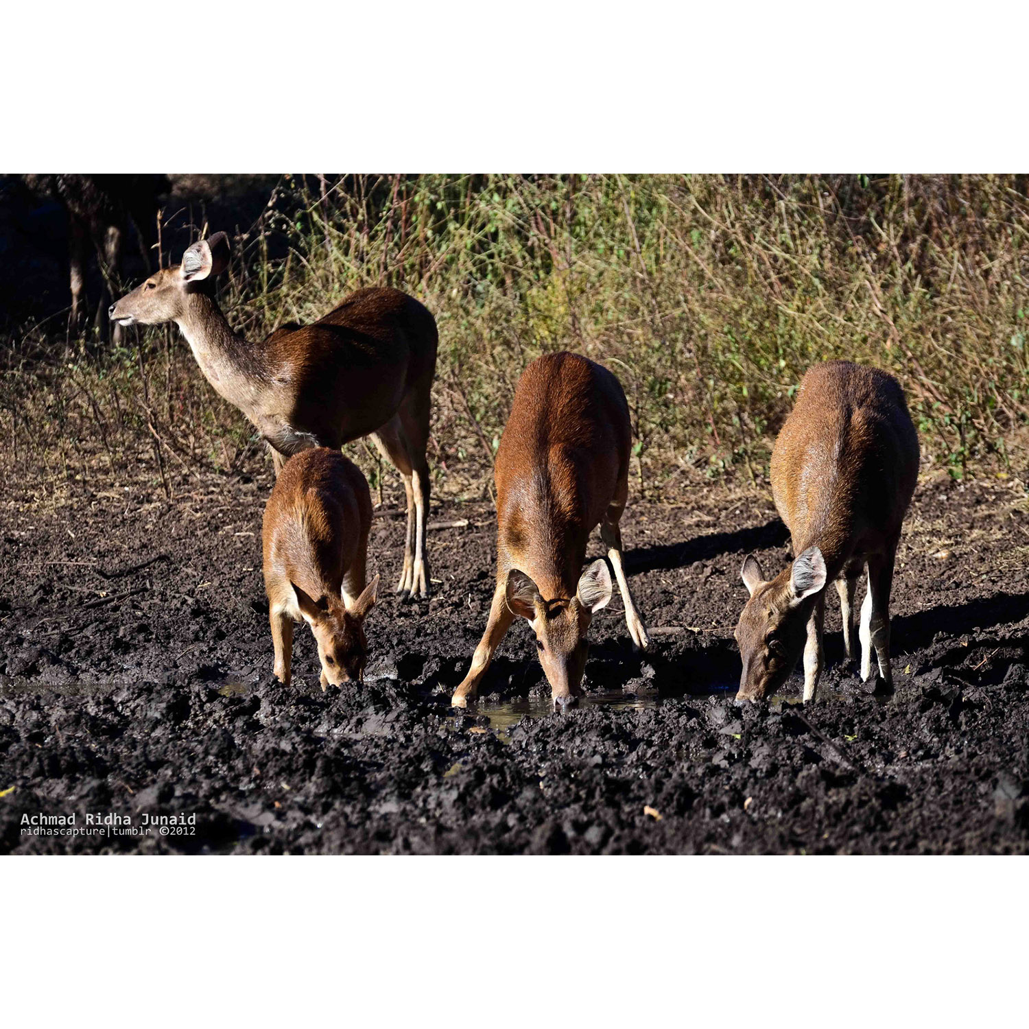 Cervus timorensis Фото №6