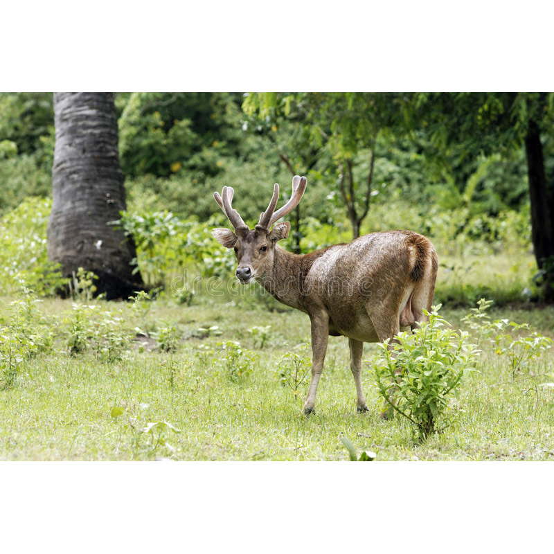 Cervus timorensis Фото №7