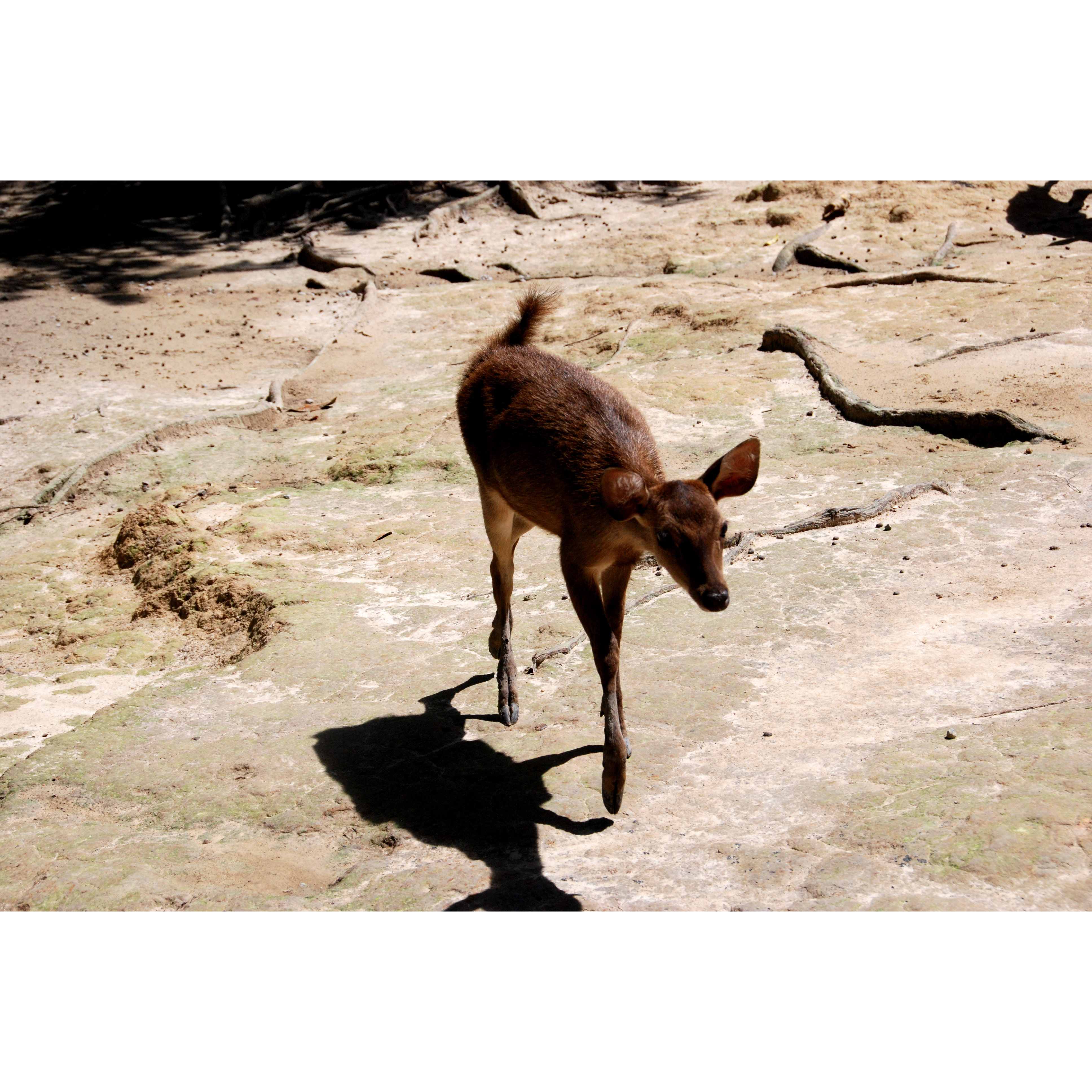 Cervus timorensis Фото №9