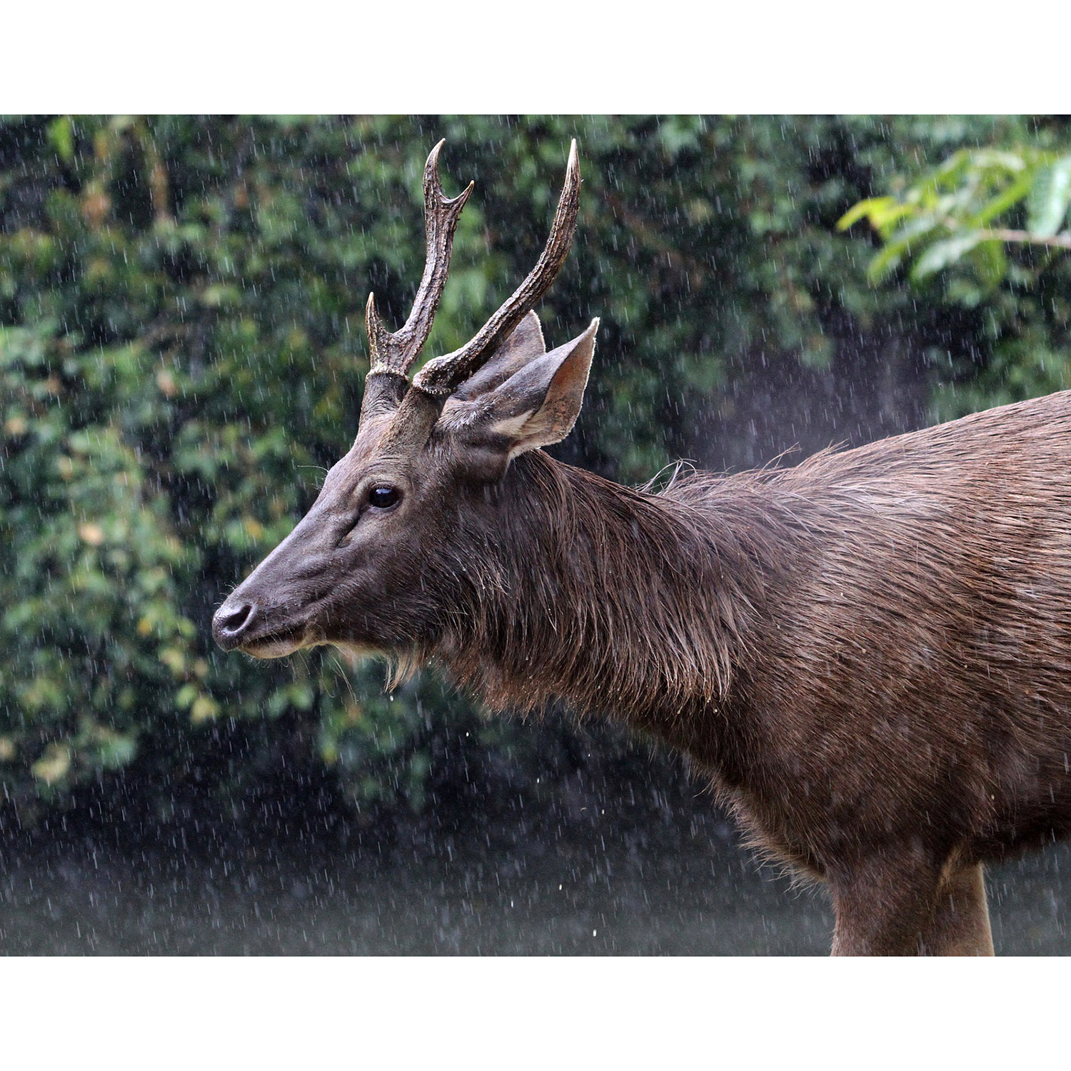 Cervus unicolor Фото №10
