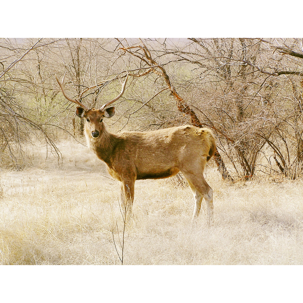 Cervus unicolor Фото №2