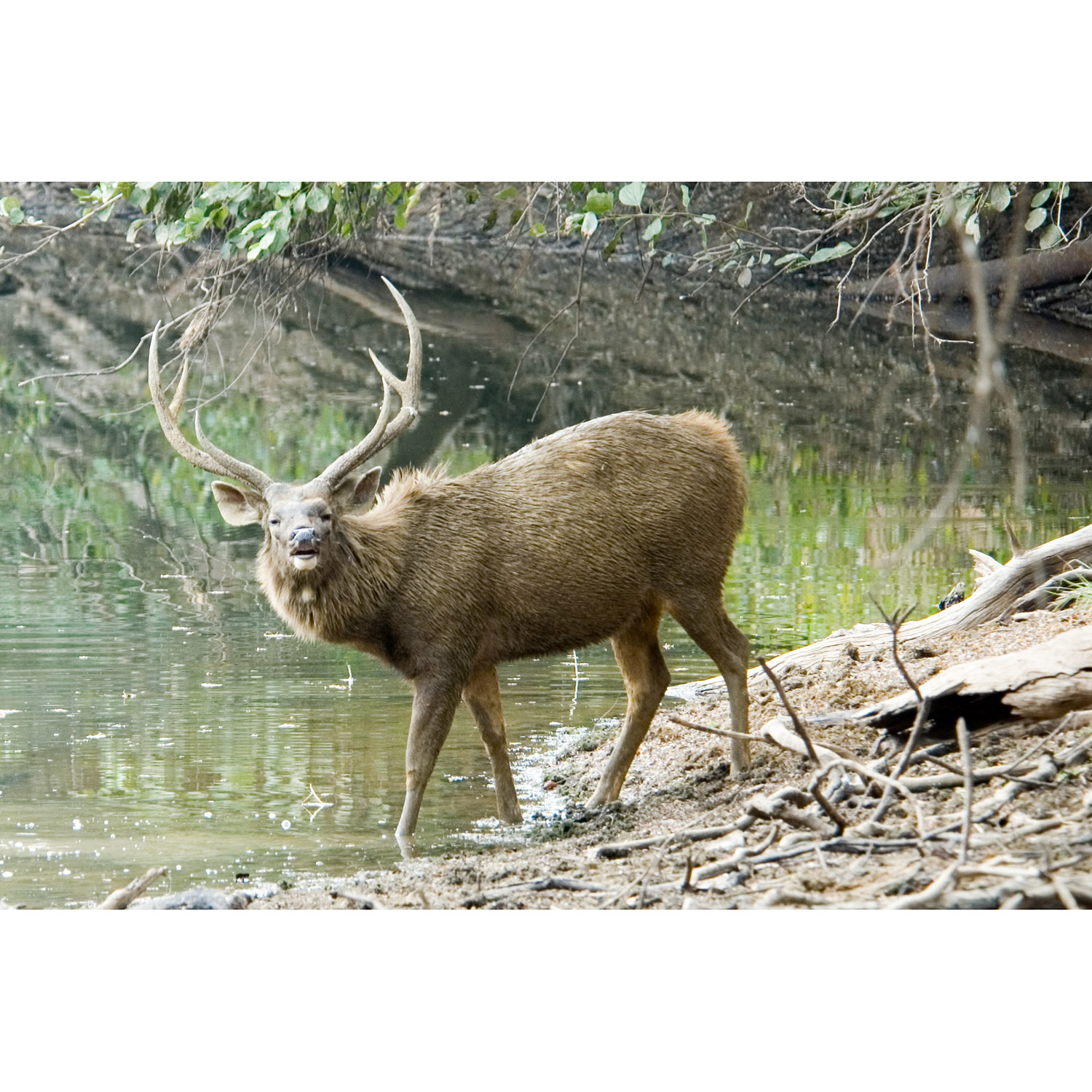 Cervus unicolor Фото №3